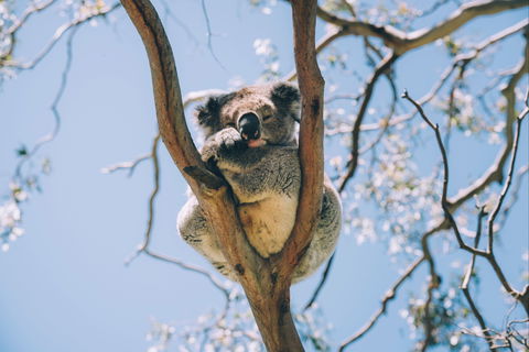 Samford Conservation Park And Bunyaville Conservation Park - Accommodation Newcastle 2