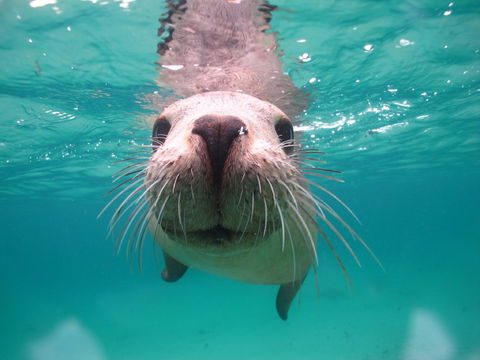 Seal Cove - Accommodation Newcastle 0
