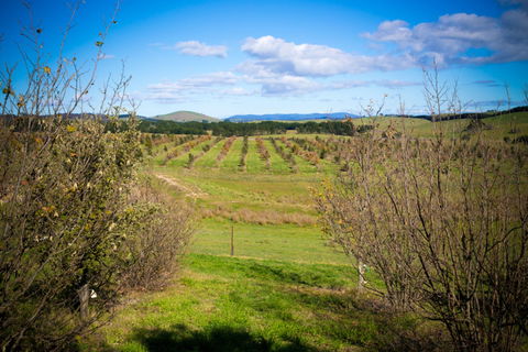 Tarago Truffles - Accommodation Newcastle 0
