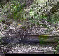 Tea Tree Falls Walking Track - Accommodation Newcastle
