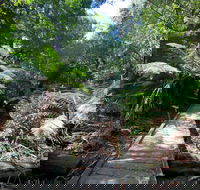 Wirrawilla Rainforest Walk - Accommodation Newcastle