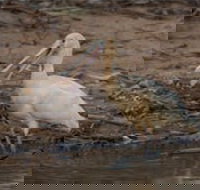 Bird watching at the Goan water hole - Accommodation Newcastle