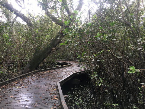 Carole Green Walkway - John Oxley Reserve - Accommodation Newcastle 0