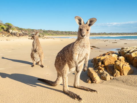 Diamond Head Beach - Accommodation Newcastle 0