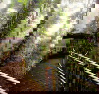 Dorrigo National Park - Accommodation Newcastle