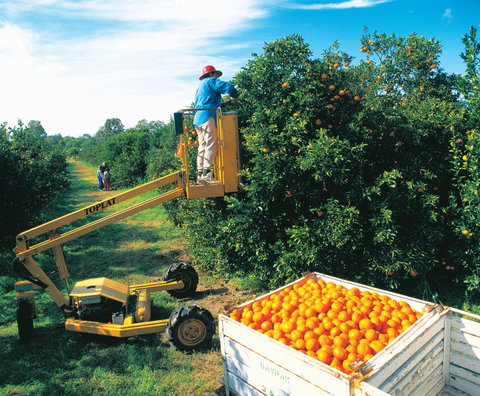 Gayndah's Big Orange - Accommodation Newcastle 0