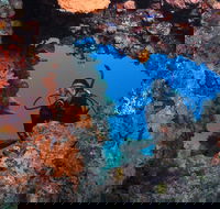 Heron Bommie - Accommodation Newcastle