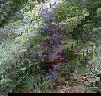 Kondalilla Falls Circuit Kondalilla National Park - Accommodation Newcastle