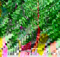 Purple Pear Farm - Accommodation Newcastle