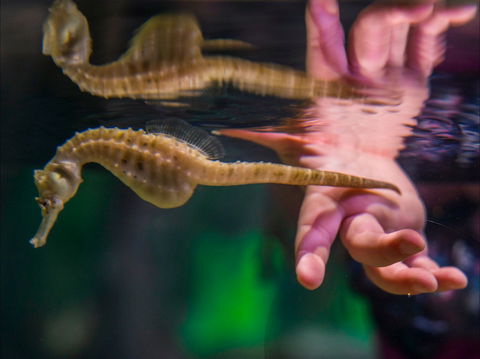 Seahorse World - Accommodation Newcastle 0