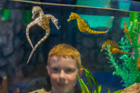 Seahorse World - Accommodation Newcastle 2