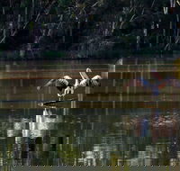 Seaham Swamp Nature Reserve - Accommodation Newcastle