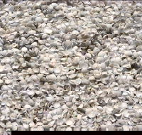 Shell Beach - Accommodation Newcastle
