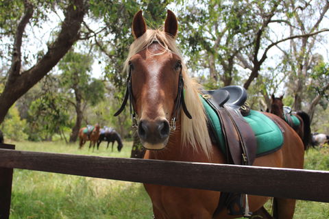 The Ranch - Accommodation Newcastle 2