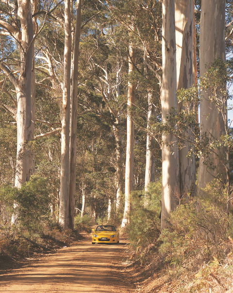 The Great Forest Trees Drive - Accommodation Newcastle 0