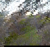 Tolmer Rocks - Mount Boothby Conservation Park - Accommodation Newcastle
