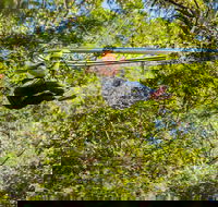 TreeTop Crazy Rider - Accommodation Newcastle