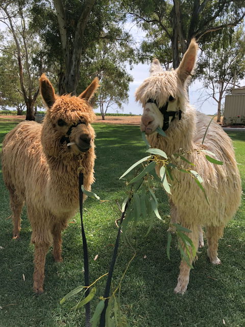 Visit An Alpaca Farm And Get Up And Personal With These Gentle And Unique Animals - Accommodation Newcastle 0