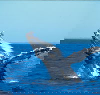 Whale Watching on Keswick Island - Accommodation Newcastle
