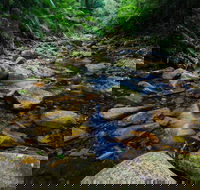 Willi Willi National Park - Accommodation Newcastle