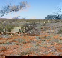 Winnecke Goldfield Cemetery - Accommodation Newcastle