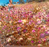 Wineries and Wildflowers - Accommodation Newcastle