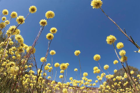 Wineries And Wildflowers - Accommodation Newcastle 2