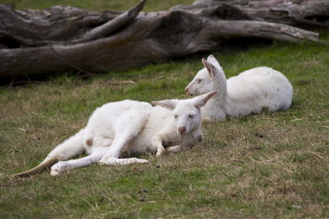 Yarra Valley Nocturnal Zoo - Accommodation Newcastle 0