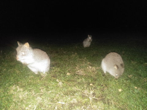 Yarra Valley Nocturnal Zoo - Accommodation Newcastle 2