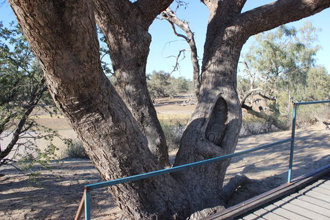 Burke And Wills Dig Tree - Accommodation Newcastle 1