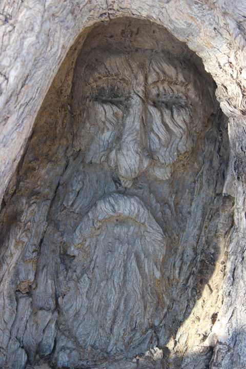 Burke And Wills Dig Tree - Accommodation Newcastle 2