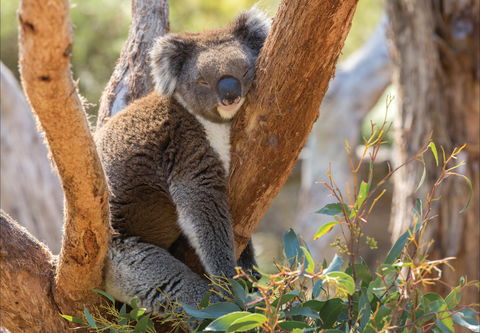 Cleland Wildlife Park - Accommodation Newcastle 0