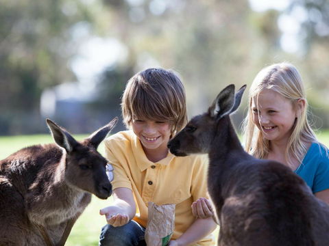 Cleland Wildlife Park - Accommodation Newcastle 1