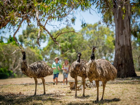 Cleland Wildlife Park - Accommodation Newcastle 2