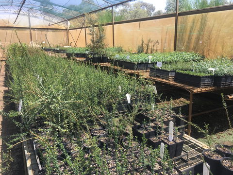 Euroa Arboretum - Accommodation Newcastle 1