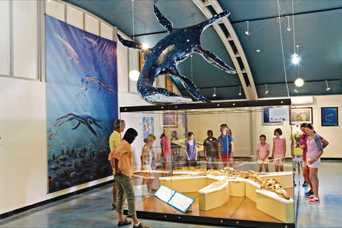 Kronosaurus Korner - Accommodation Newcastle 2