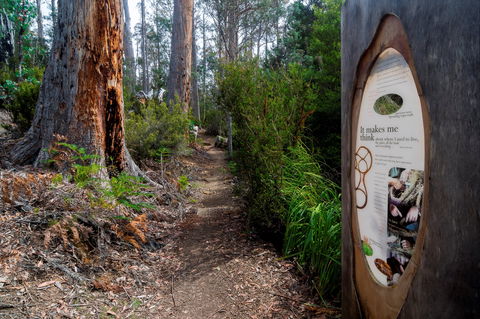 Lake St Clair (Cradle Mountain  - Lake St Clair National Park) - Accommodation Newcastle 2
