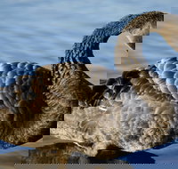 Lake Monger - Accommodation Newcastle