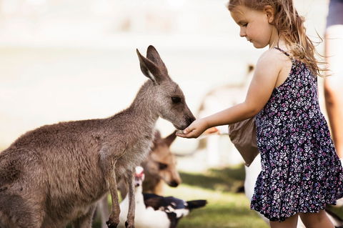 Oakvale Wildlife Park - Accommodation Newcastle 1