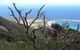 Strzelecki Peaks Great Short Walk - thumb 0