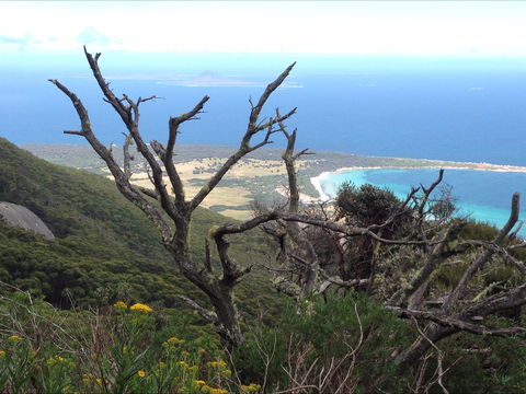 Strzelecki Peaks Great Short Walk - Accommodation Newcastle 0