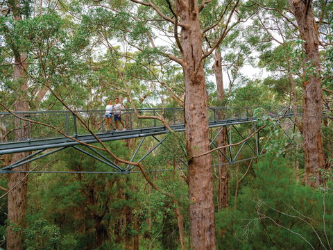 Valley Of The Giants Tree Top Walk - Accommodation Newcastle 1
