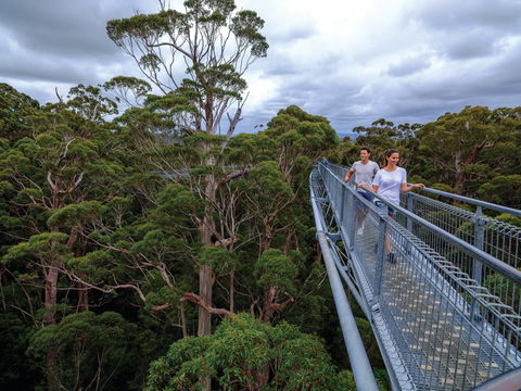 Valley Of The Giants Tree Top Walk - Accommodation Newcastle 2