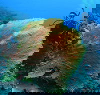 Wistari Wall - Accommodation Newcastle