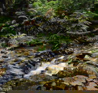 Budderoo National Park - Accommodation Newcastle