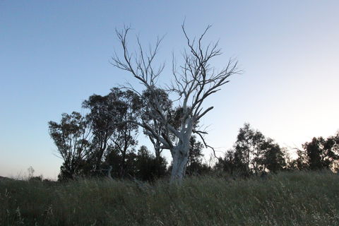 Cooleman Ridge - Accommodation Newcastle 1