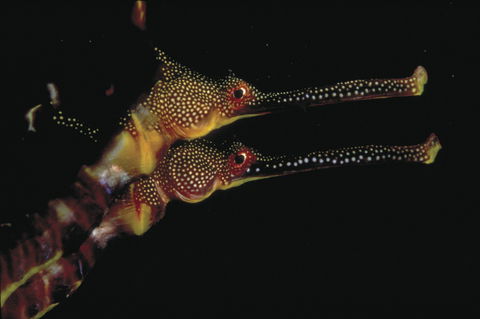 Eagle Rock Marine Sanctuary - Accommodation Newcastle 0