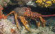 Eagle Rock Marine Sanctuary - thumb 1