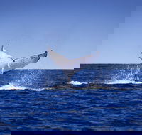 Humpback Whales - Accommodation Newcastle