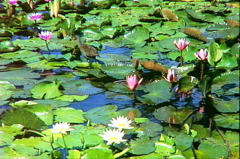 Mt Coot-tha Tourist Drive - Accommodation Newcastle 1